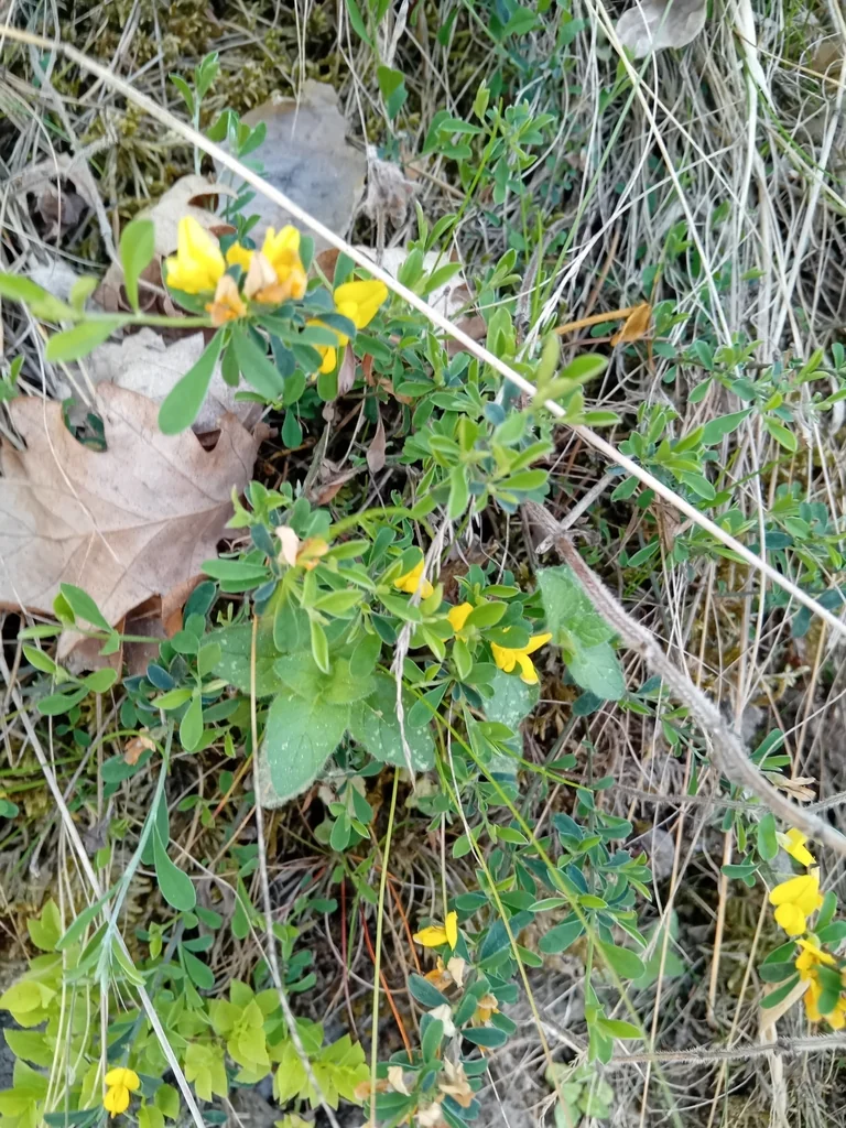 Genista Pilosa