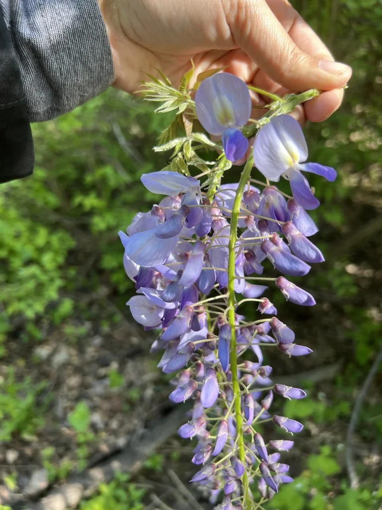 Wisteria Sinensis