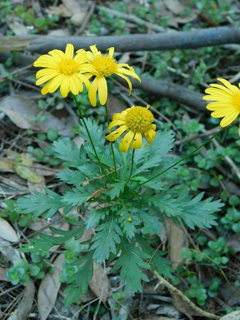 Euryops Chrysanthemoides