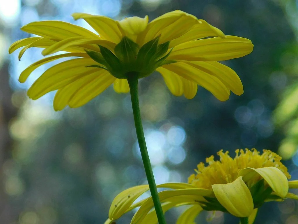 Euryops Chrysanthemoides