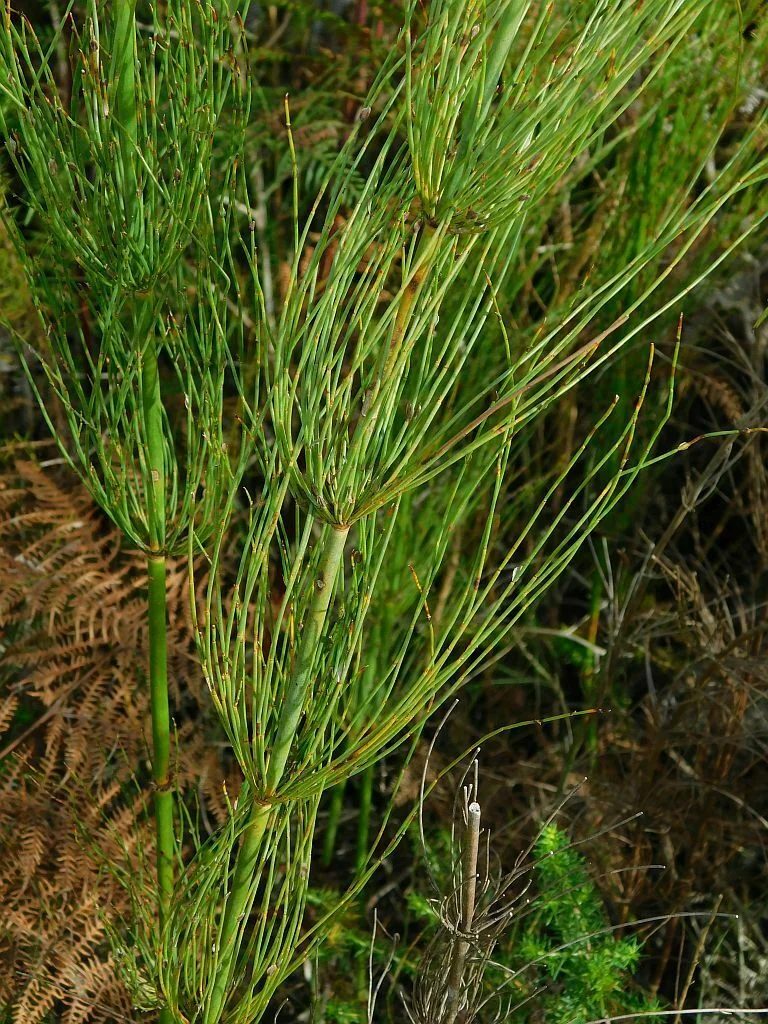 Elegia Capensis