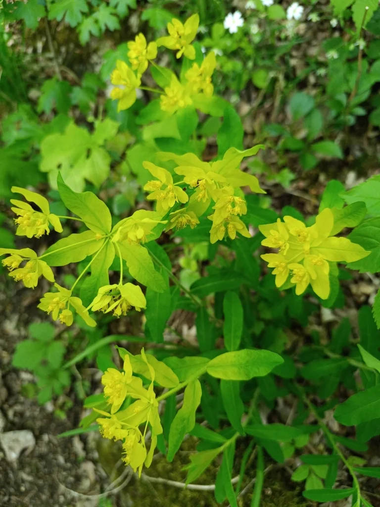 Euphorbia Polychroma
