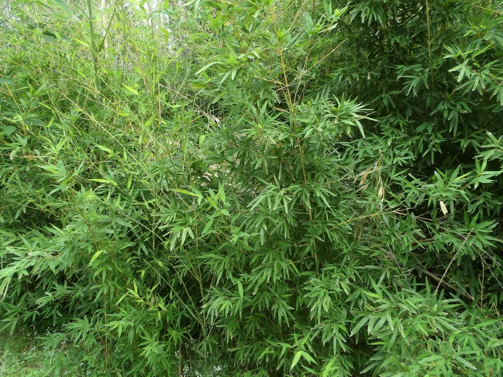 Phyllostachys Aurea