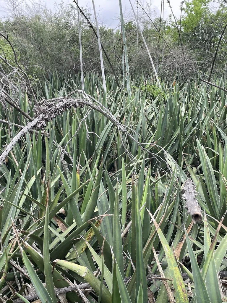 Agave Lophantha