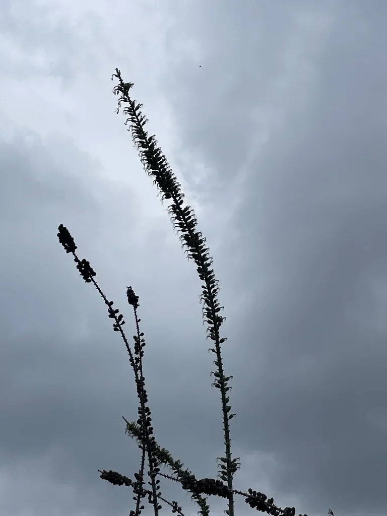 Agave Lophantha