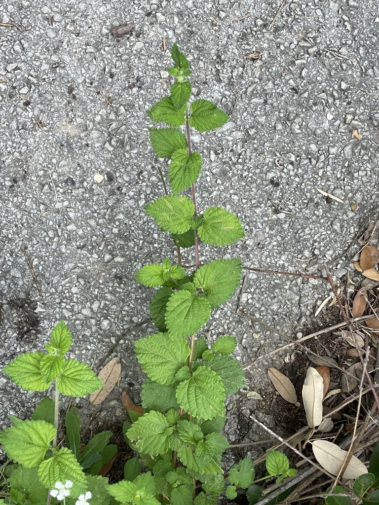 Lantana montevidensis