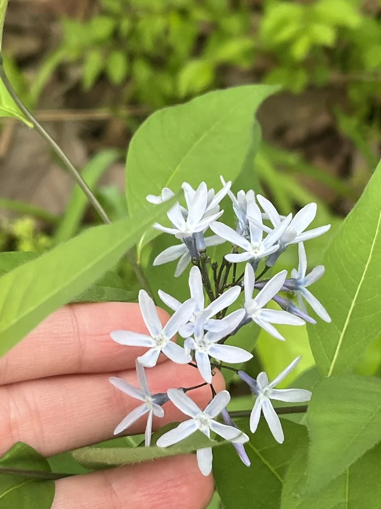 Amsonia tabernaemontana