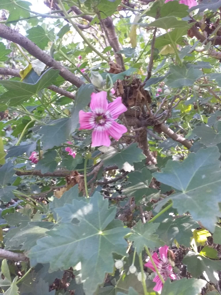 Lavatera Assurgentiflora
