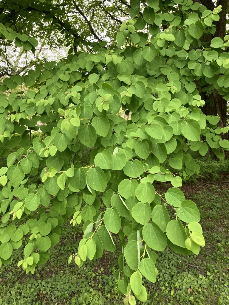 Cercidiphyllum Japonicum