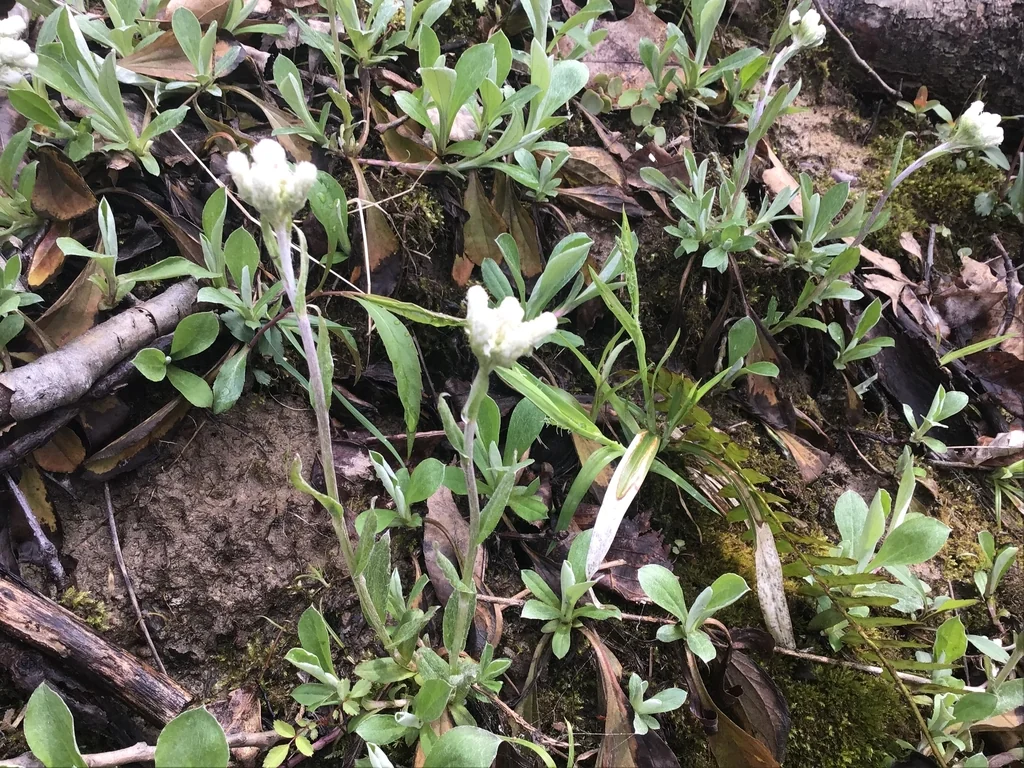 Antennaria Plantaginifolia