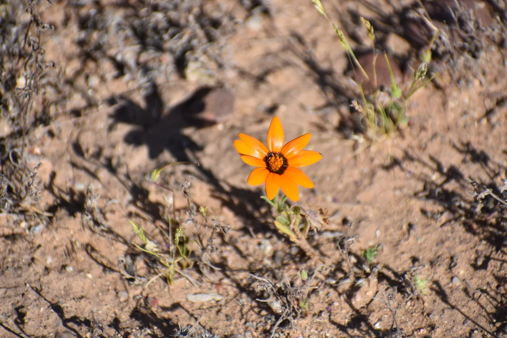 Dimorphotheca Aurantiaca