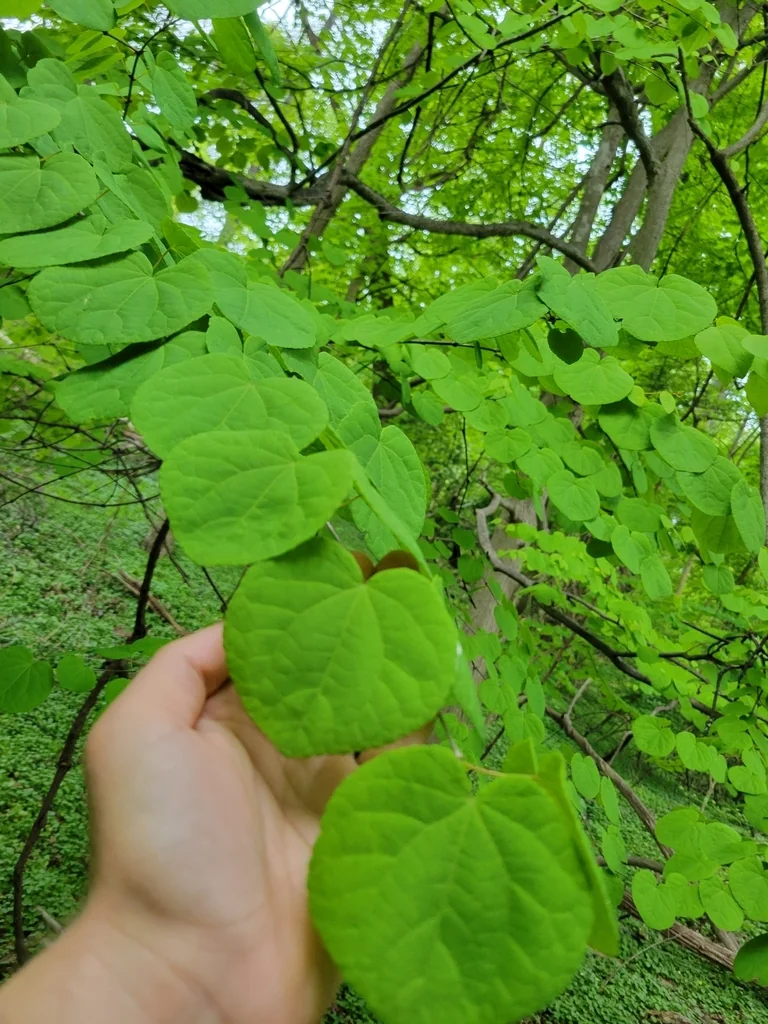 Cercidiphyllum Japonicum
