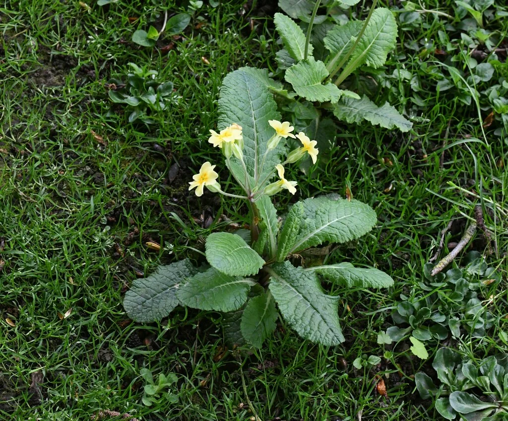 Primula X Polyantha
