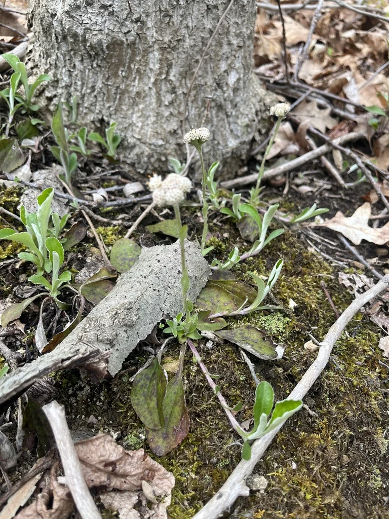 Antennaria Plantaginifolia