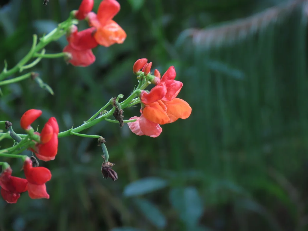 Phaseolus Coccineus