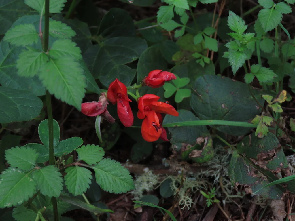Phaseolus Coccineus