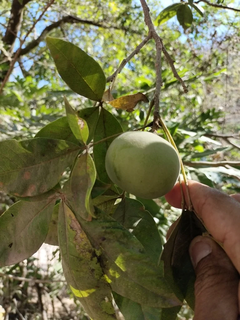 Casimiroa Edulis