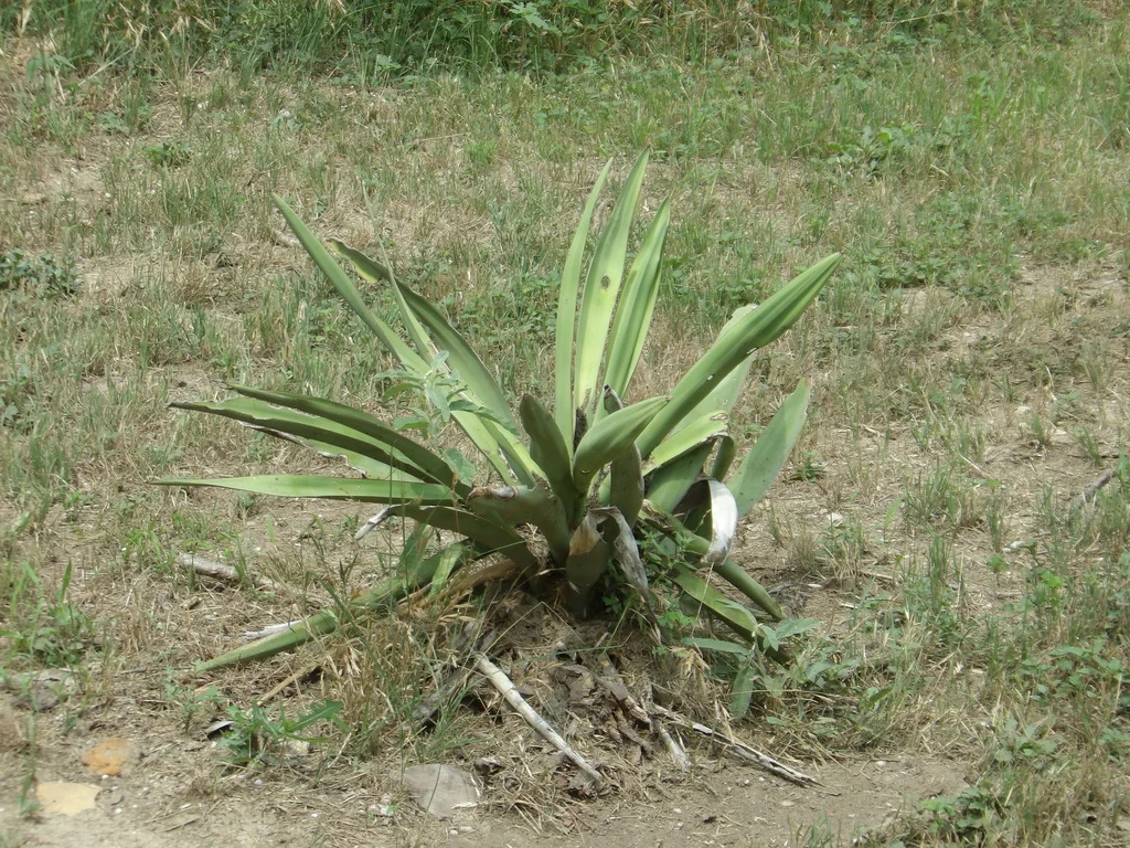 Yucca Treculiana