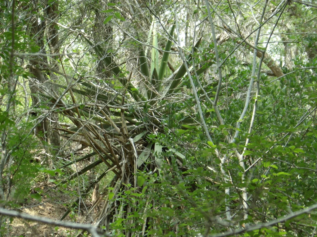 Yucca Treculiana
