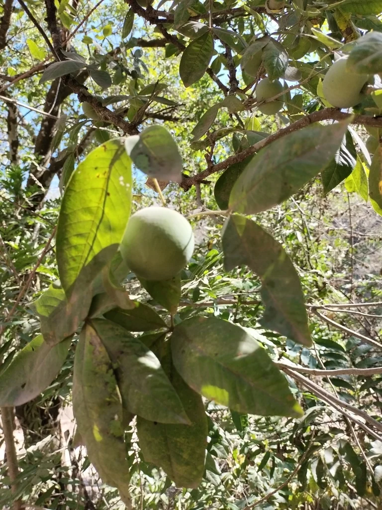 Casimiroa Edulis