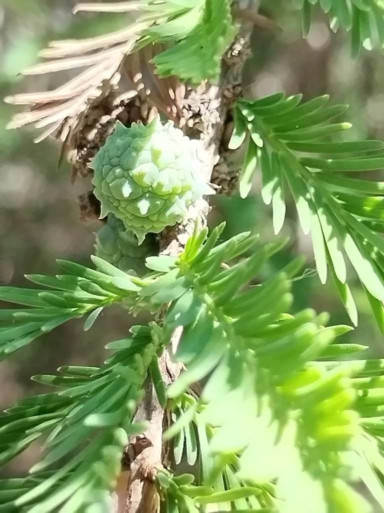 Taxodium Mucronatum