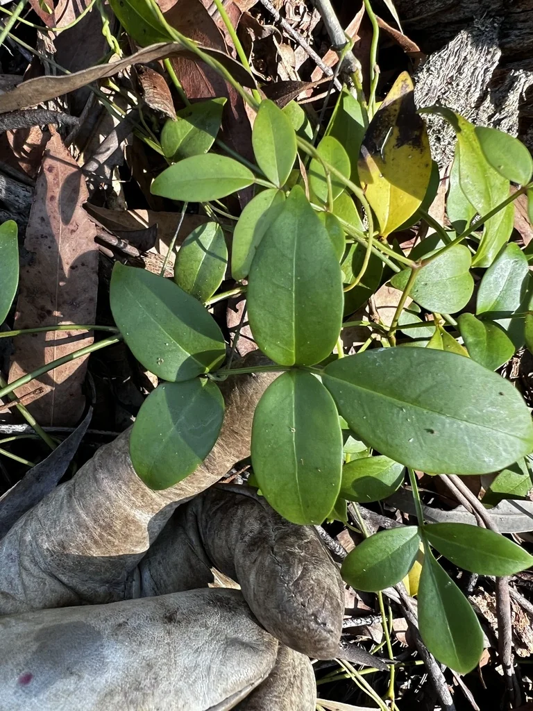 Pandorea Jasminoides