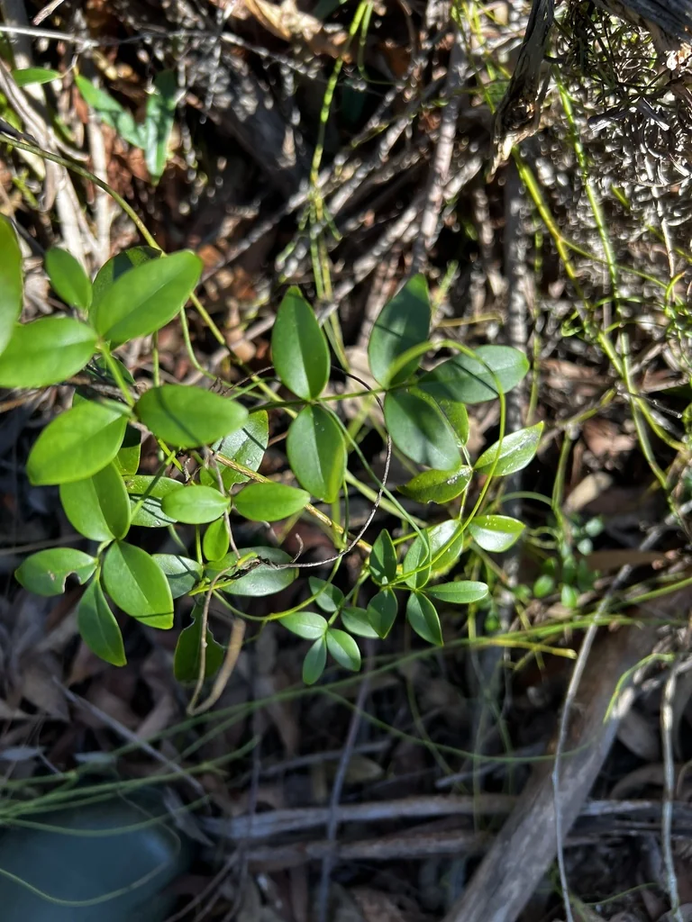 Pandorea Jasminoides