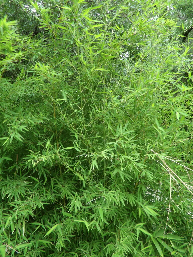 Phyllostachys Aurea