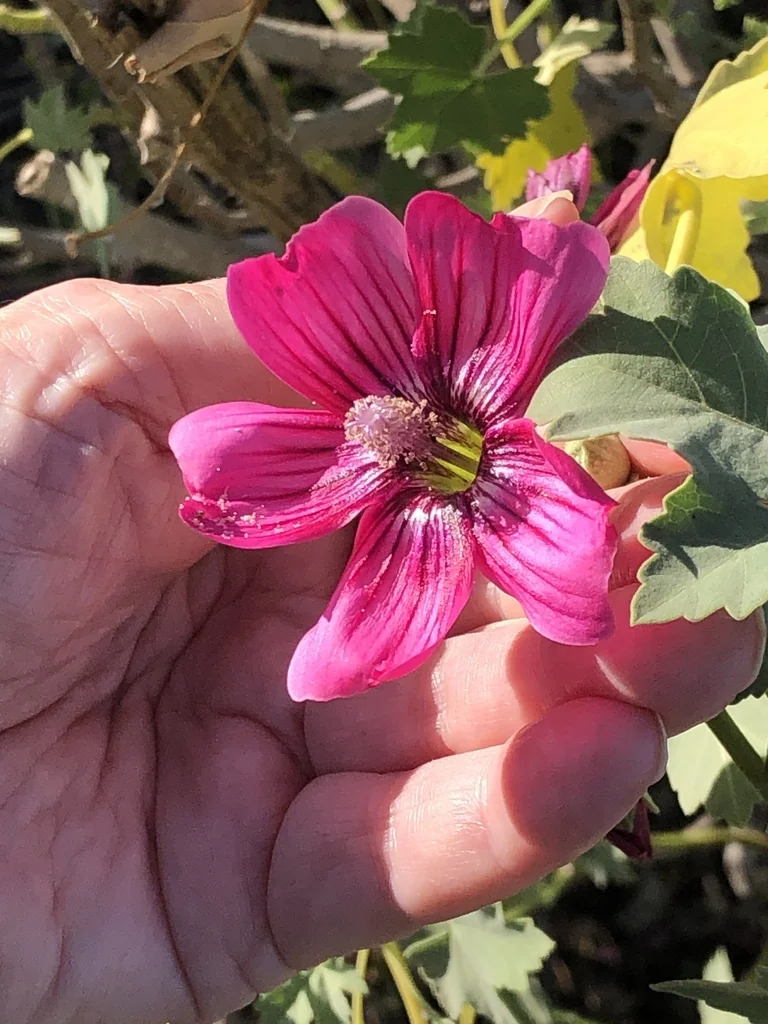 Lavatera Assurgentiflora