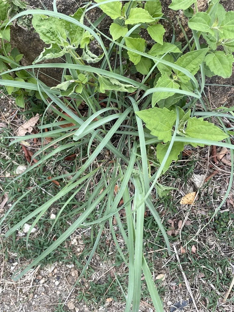 Cymbopogon Citratus