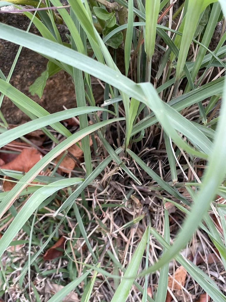 Cymbopogon Citratus