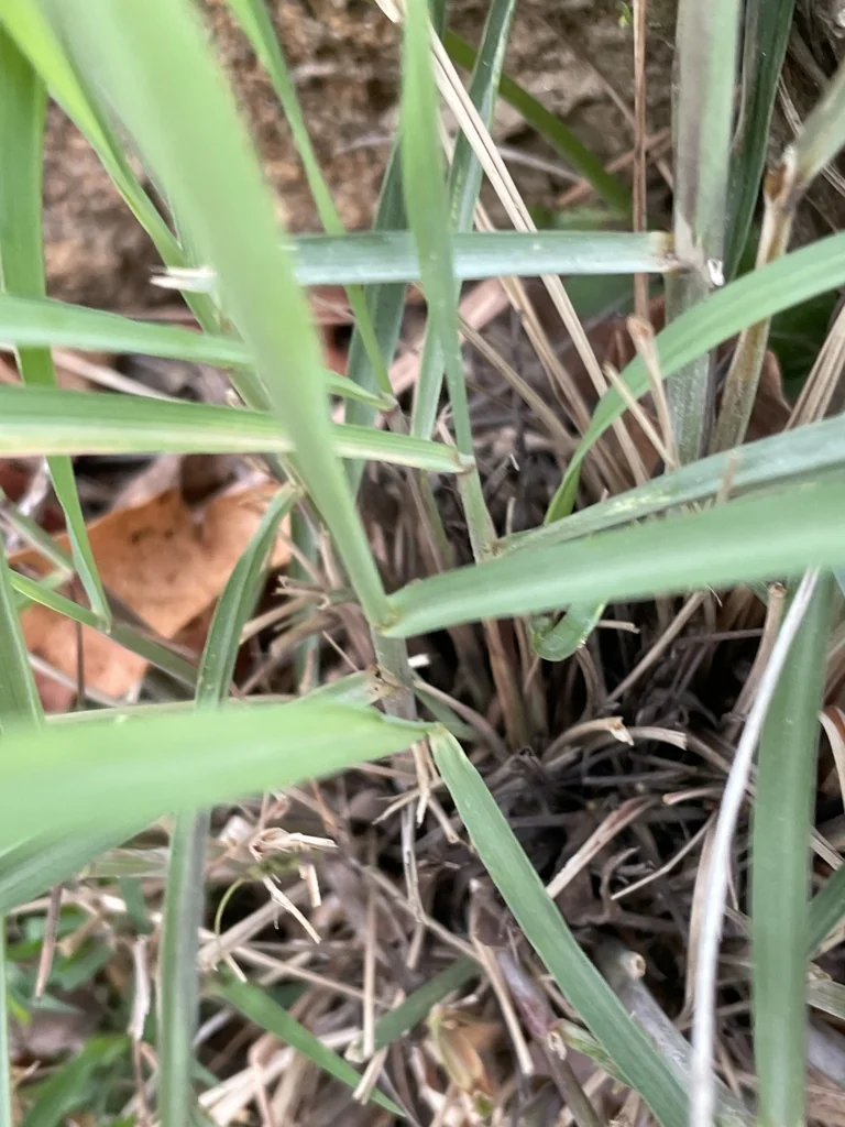 Cymbopogon Citratus