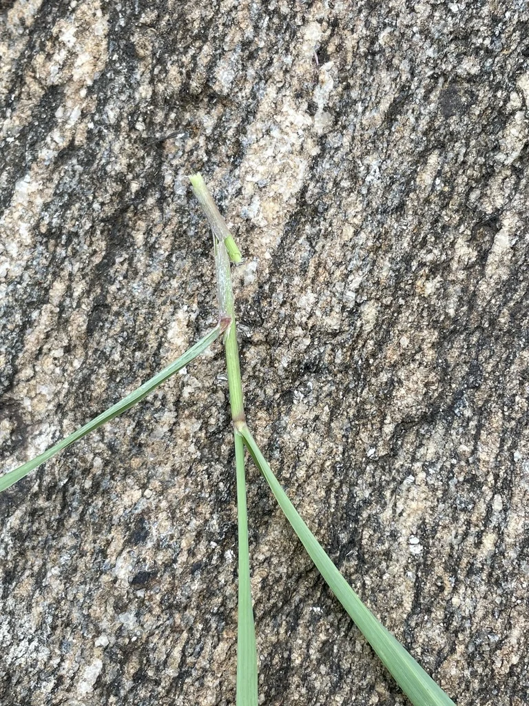 Cymbopogon Citratus