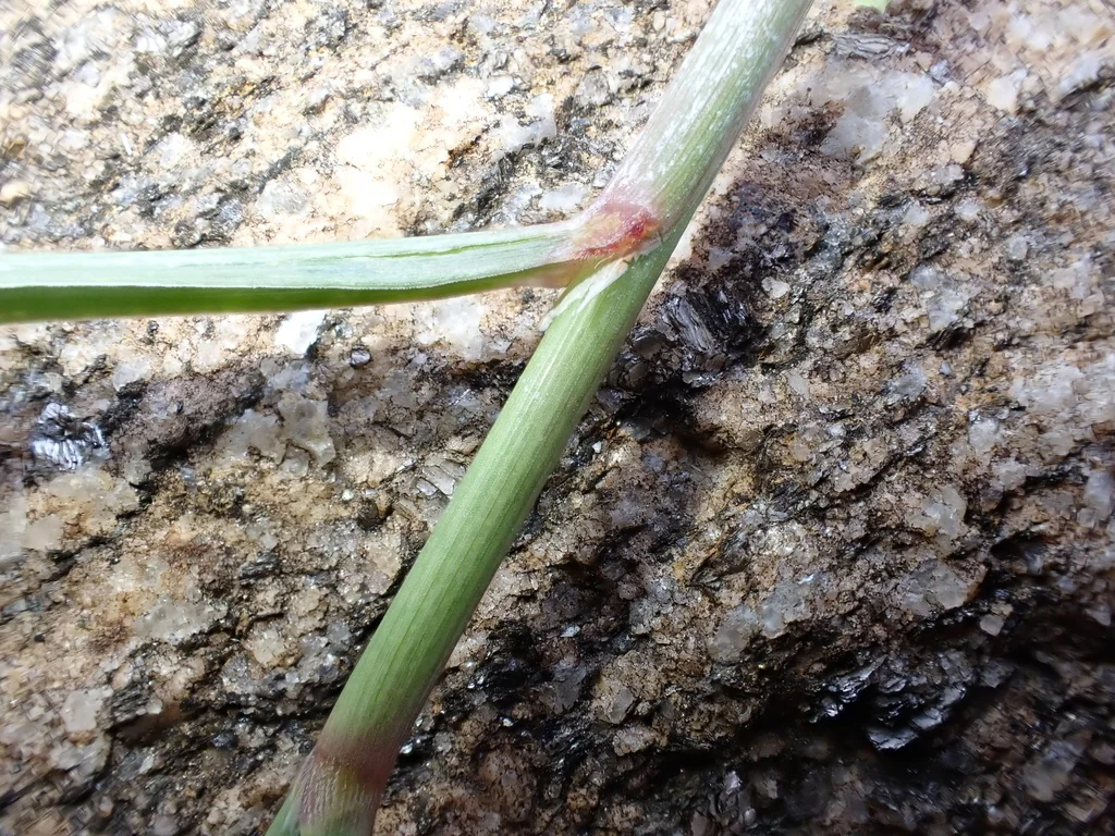 Cymbopogon Citratus