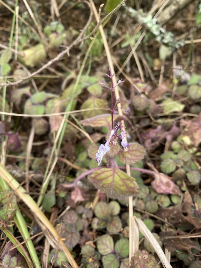 Plectranthus Verticillatus