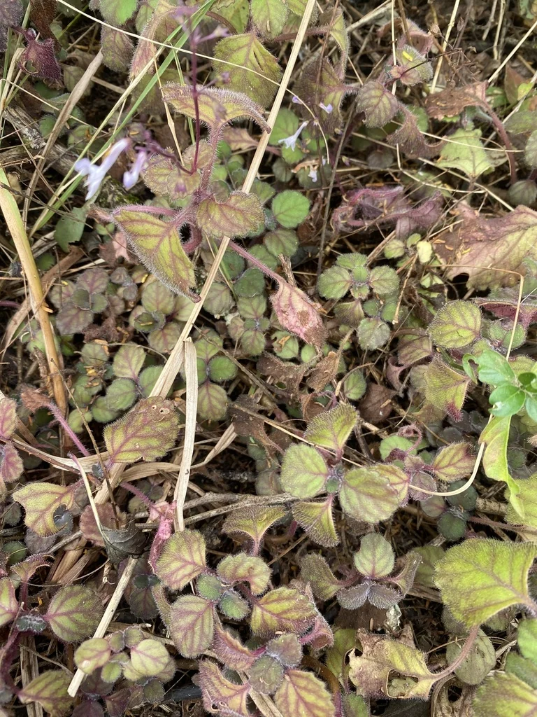 Plectranthus Verticillatus