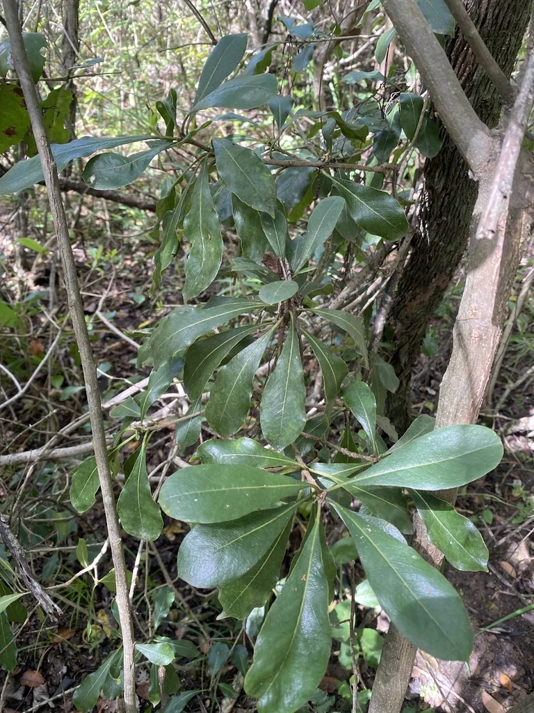 Pittosporum Viridiflorum