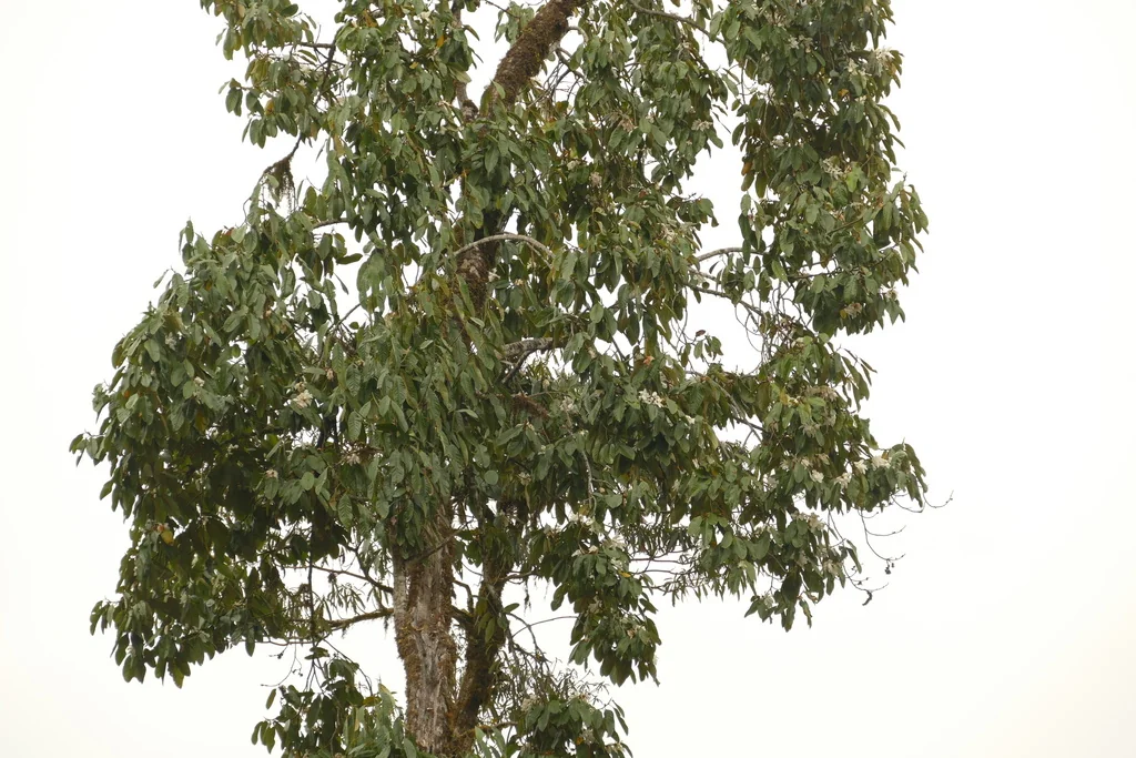 Michelia Doltsopa