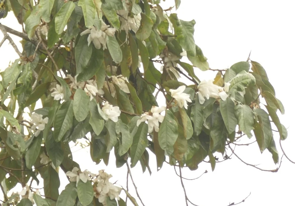 Michelia Doltsopa