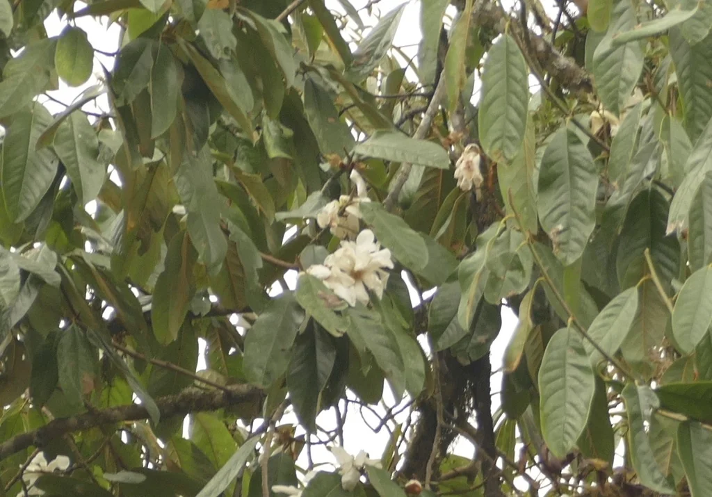 Michelia Doltsopa
