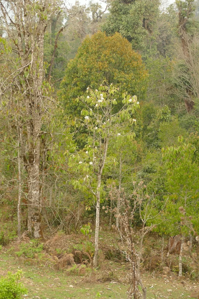 Michelia Doltsopa