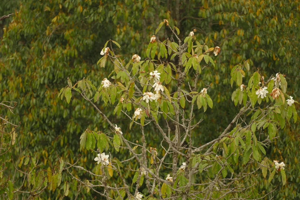 Michelia Doltsopa