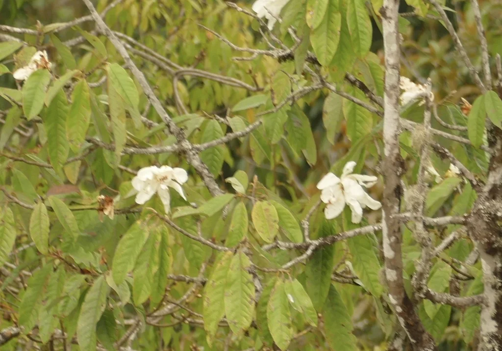 Michelia Doltsopa