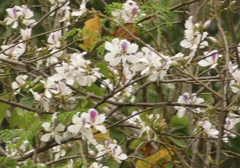 Bauhinia Variegata