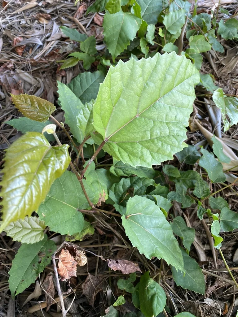 Cissus Antarctica