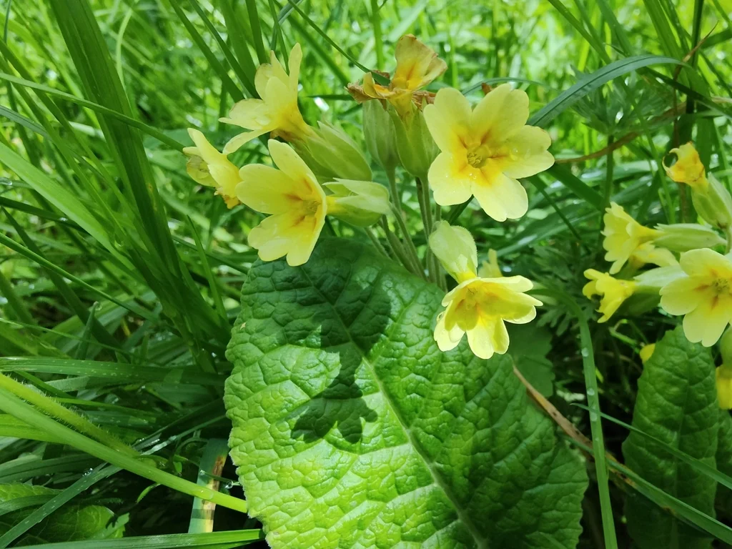 Primula X Polyantha