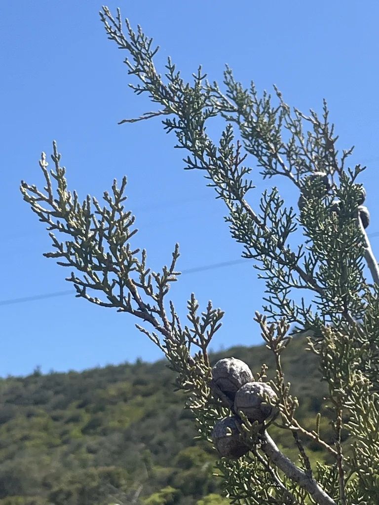 Hesperocyparis Forbesii
