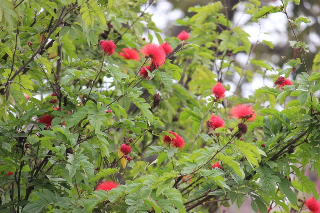 Calliandra Haematocephala