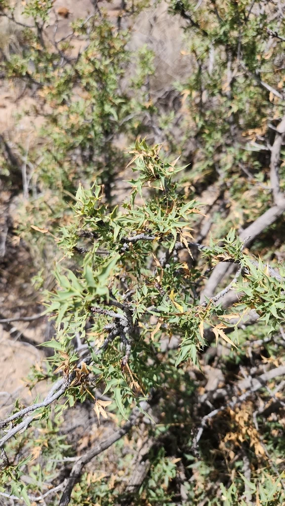 Berberis Haematocarpa