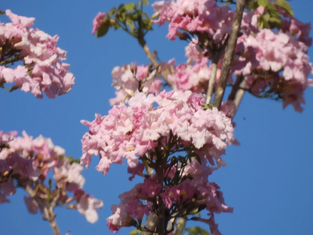Tabebuia Impetiginosa
